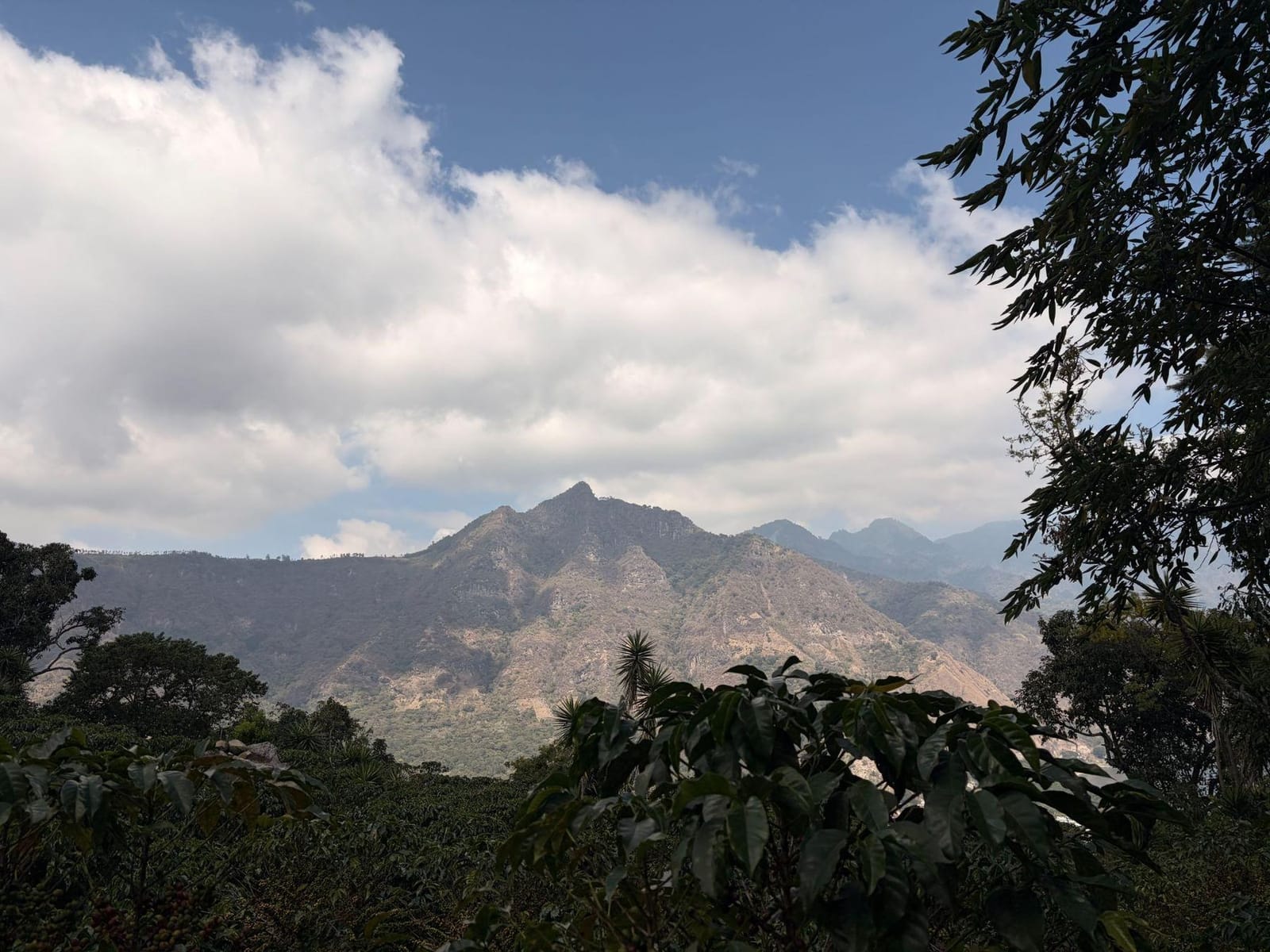 Layered mountain ridges partly covered by low cloud under a blue sky, framed by tree branches on the right and rows of leafy shrubs in the shaded foreground.